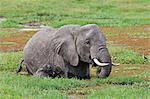 An elephant feeds in the permanent swamps at Amboseli while its young calf struggles to keep above the water.