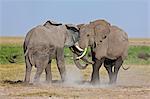 Two young bull elephants spar at Amboseli.