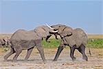 Two young bull elephants spar at Amboseli.