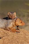 Dwarf mongooses bask in the late afternoon sun on top of a termite mound at Amboseli.