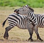 Two common zebras skirmishing at Amboseli.