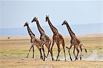 Maasai giraffes running across open plains at Amboseli.