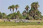 A herd of Common Zebras feed in the swamps at Amboseli with clusters of wild date palms in the background.