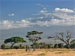 Common zebras with a backdrop of Mount Kilimanjaro, Africas highest snow capped mountain.