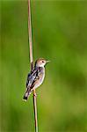 A Winding Cisticola.