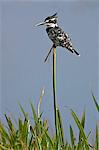 A Pied Kingfisher.