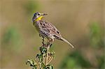 A Yellow throated Longclaw.