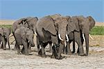 A herd of elephants move to new feeding grounds in the permanent swamps at Amboseli.