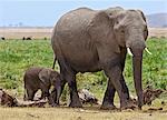 A baby elephant follows its mother beside the permanent swamps at Amboseli.