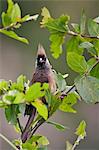 A Speckled Mousebird.