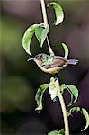 A female Collared Sunbird.