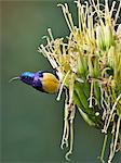 A Variable Sunbird , falkensteini,.