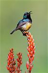 A Variable Sunbird , falkensteini, perched on an aloe.