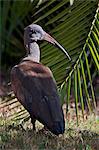 An Hadada Ibis.