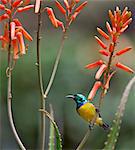 A Variable Sunbird , falkensteini, perched on an aloe.