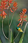 A Variable Sunbird , falkensteini, feeding on an aloe flower.