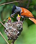 A male African Paradise flycatcher feeding young chicks with a large insect.