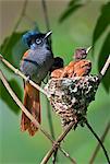 A female African Paradise flycatcher watching over its young.