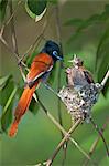 A male African Paradise flycatcher feeding its hungry chicks.