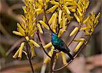 A Variable Sunbird , falkensteini, perched on a yellow aloe.