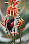 A Scarlet chested Sunbird perched on an orange aloe.