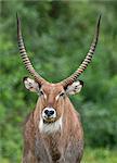 A male Defassa Waterbuck, Aberdare National Park, Kenya