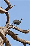 A helmeted Guineafowl on a dead tree, Amboseli National Park, Kenya