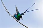 A Malachite Sunbird on the moorlands of Mount Kenya, Kenya