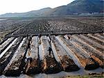 North Korea, Rice farming by hand