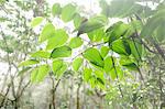 Overhanging branch in Parque Nacional de Amistad in Panama, Central America