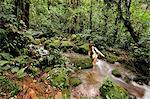 Wading across a creek at Parque Nacional de Amistad near Boquete, Panama, Central America.