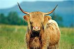 Scotland, Western Isles, Hebrides, Mull. Highland cow.