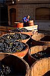 Bodega Lopez de Heria wine cellar in the village of Haro, La Rioja, Spain, Europe