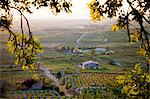 Vineyards in Laguardia, Spain, Europe.