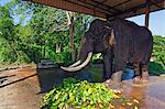 Sri Lanka, Pinnewala Elephant Orphanage near Kegalle, elephant eating leaves