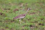 A Black bellied Bustard, Eupodotis melanogaster, in Kidepo National Park, Uganda, Africa