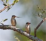 A pair of Woodland Kingfishers, one with a large insect in its bill, Uganda, Africa