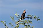 An African Darter perched on a tree on the banks of the Victoria Nile, Uganda, Africa