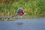 A Goliath Heron in flight along the Victoria Nile, Uganda, Africa