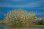 A favoured roosting place for thousands of Cattle Egrets is a small island in the middle of the Victoria Nile, Uganda, Africa