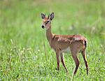 A male Oribi in Murchison Falls National Park, Uganda, Africa