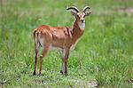 A male Uganda Kob with thick, lyrate horns, Uganda, Africa
