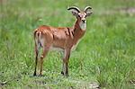 A male Uganda Kob with thick, lyrate horns, Uganda, Africa