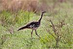 A Denhams Bustard in Murchison Falls National Park, Uganda, Africa