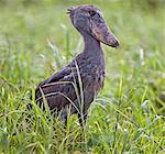 A Shoebill in the swamps near Wanseko, Uganda, Africa