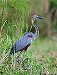 A Goliath Heron in the swamps near Wanseko, Uganda, Africa