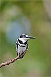 A Pied Kingfisher perched on a twig overhanging the Victoria Nile in Murchison Falls National Park, Uganda, Africa