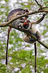 Two Red Colobus monkeys groom themselves in the branches of an Acacia tree, Uganda, Africa