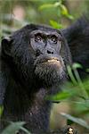 A chimpanzee feeding in the Kibale Forest National Park, Uganda, Africa