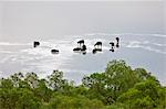 Buffalos wallow in the shallow, mildly saline volcanic crater lake called Lake Nyamunuka in Ugandas Queen Elizabeth National Park, Uganda, Africa